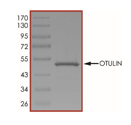 The purity of OTULIN was determined to be > 90% by densitometry, approx. MW 49 kDa.
